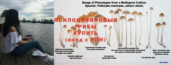 ПСИЛОЦИБИНОВЫЕ ГРИБЫ Богородицк